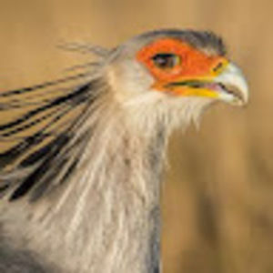 Meet your Posher, Vince